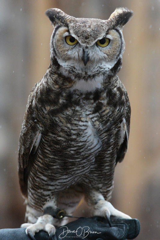 Short Eared Owl 3/11/18
part of the Raptor display at Bearazona
