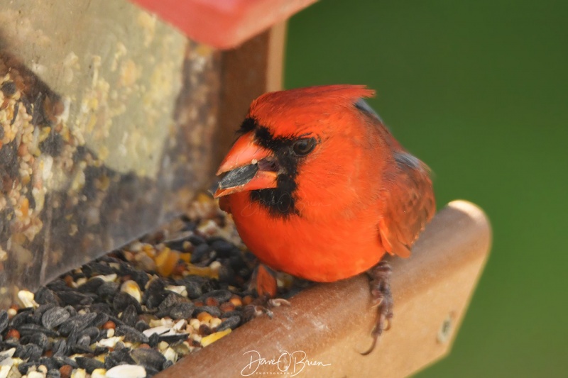 Male Cardinal
Male Northern Cardinal 
6/20/2020
