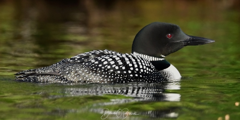 Bow Lake Loons
Dad Loon
6/22/2020
