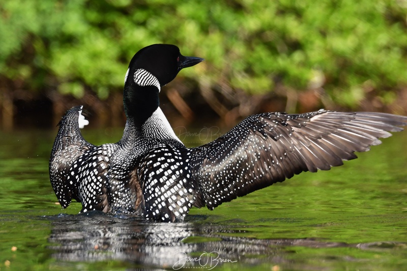 Bow Lake Loons
Dad stretches his wings prior to going off looking for food
6/22/2020
