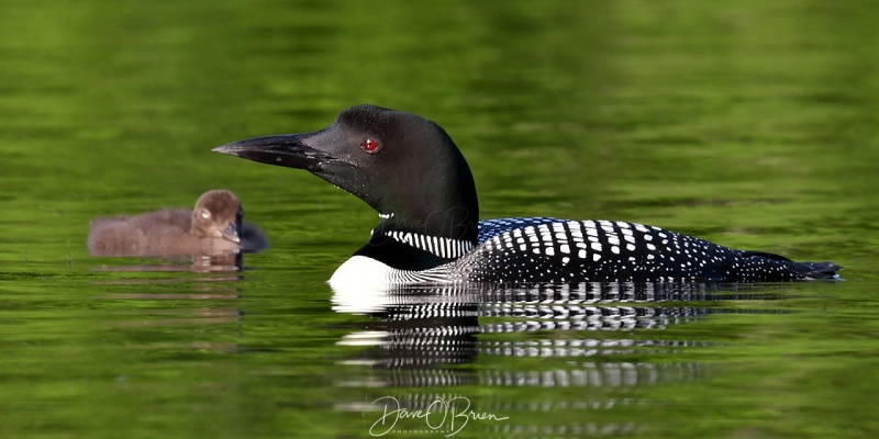 Bow Lake Loons
This family were very comfortable with me, Mom and her chick would swim towards me.
6/22/2020
