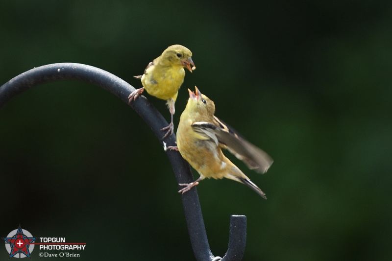 Golden Finches
