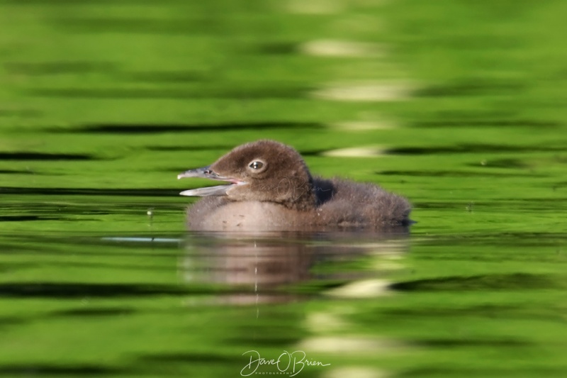 Bow Lake Baby Loon
This chick was trying to catch a dragonfly that was flying near it.
6/22/2020
