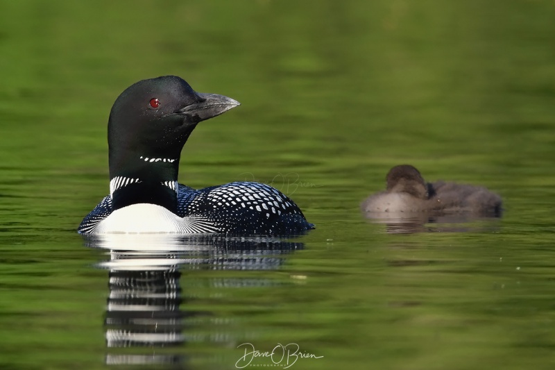 Bow Lake Loons
This family were very comfortable with me, Mom and her chick would swim towards me.
6/22/2020
