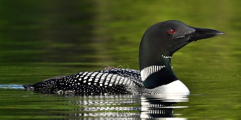 Bow Lake Loons
This family were very comfortable with me, Mom and her chick would swim towards me.
6/22/2020
