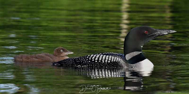 Bow Lake Loons
This family were very comfortable with me, Mom and her chick would swim towards me.
6/22/2020
