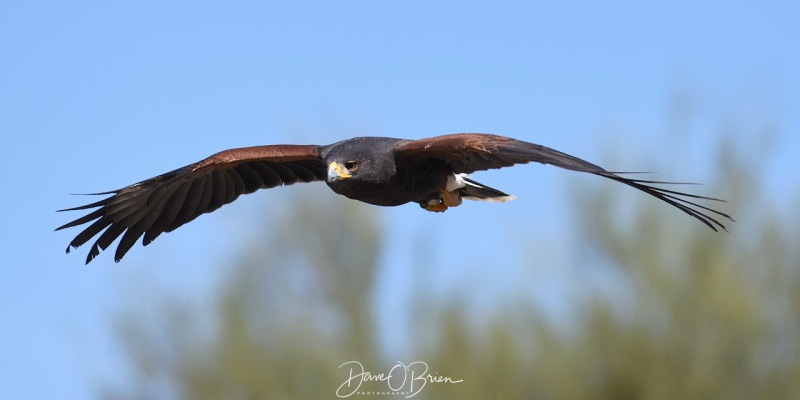 Harris Hawk Raptor show 3/17/18
at the Sonora Desert Museum 
