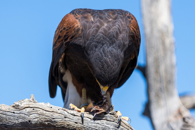 Harris Hawk Raptor show 3/17/18
at the Sonora Desert Museum 
