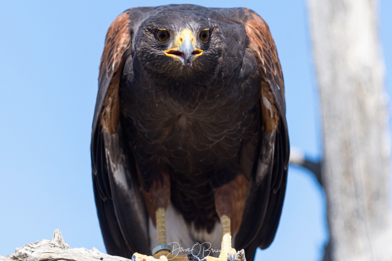 Harris Hawk Raptor show 3/17/18
at the Sonora Desert Museum 
