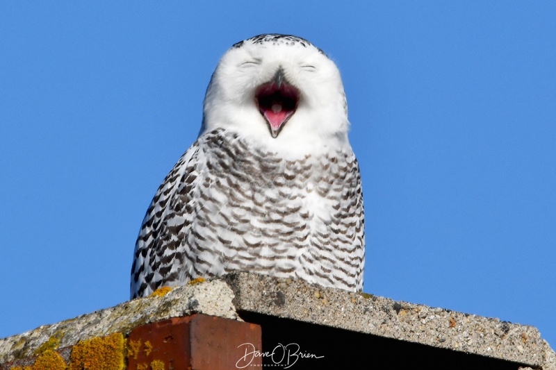 Tired Snowy Owl
Snowy Owl in New England rests after a morning hunt
1/1/21
Keywords: snowy owl, wildlife, New England