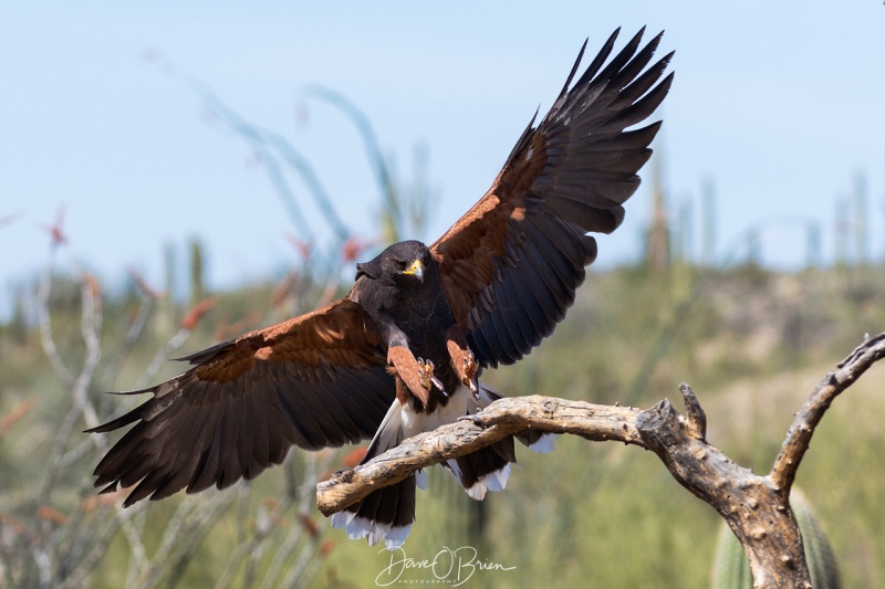 Harris Hawk Raptor show 3/17/18
at the Sonora Desert Museum 
