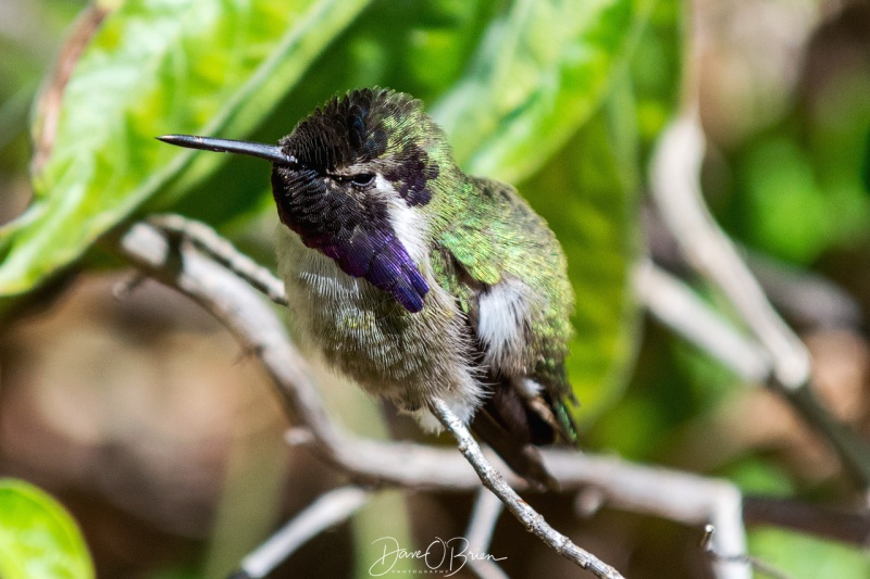 Costa's Hummingbirds 3/17/18 
at the Sonora Desert Museum 
