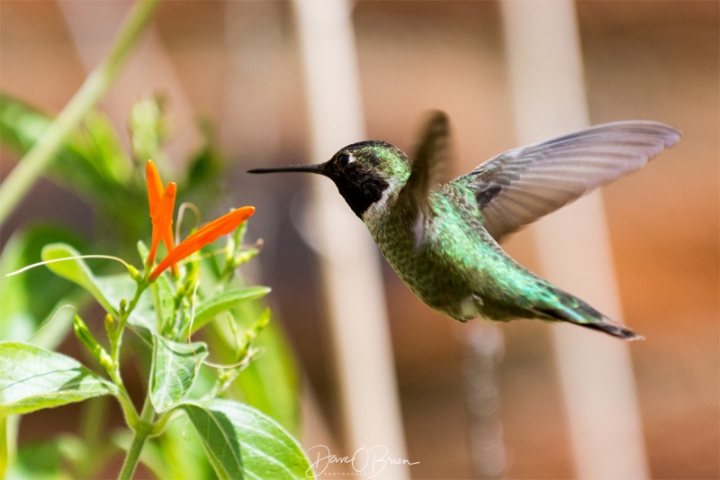 Black-chinned Hummingbird. 3/17/18
at the Sonora Desert Museum 
