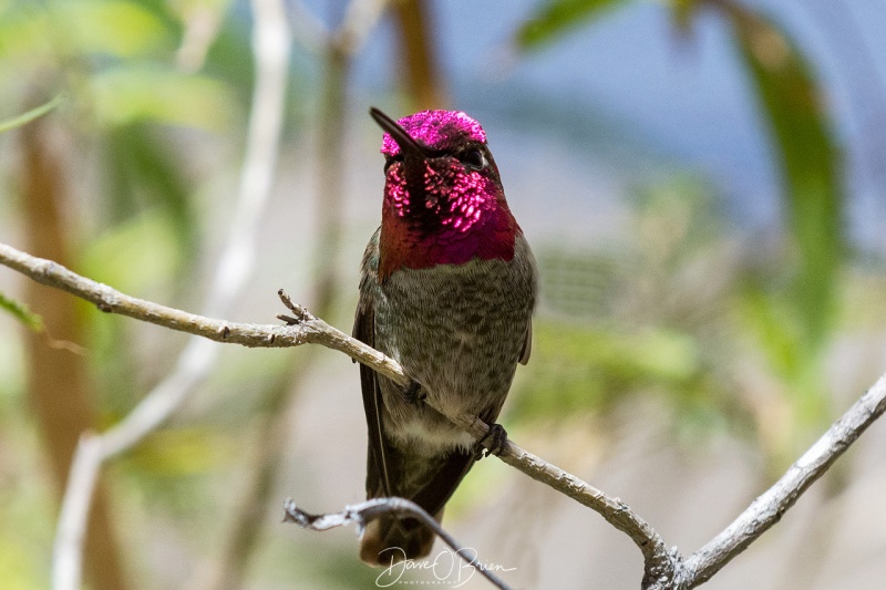 Anna Humming Bird 3/17/18
at the Sonora Desert Museum 
