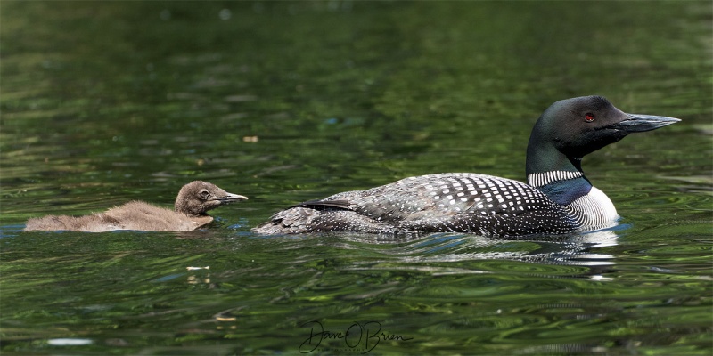 Loon and chic on a NH lake
7/21/18
