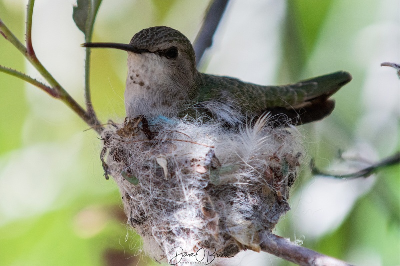 Female Black-chinned Hummingbird making her nest. 3/17/18
at the Sonora Desert Museum 
