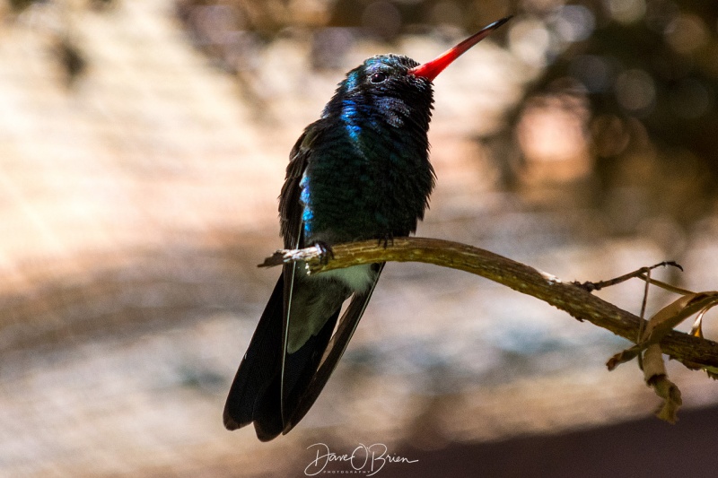 Broad Billed Hummingbird 3/17/18
at the Sonora Desert Museum 
