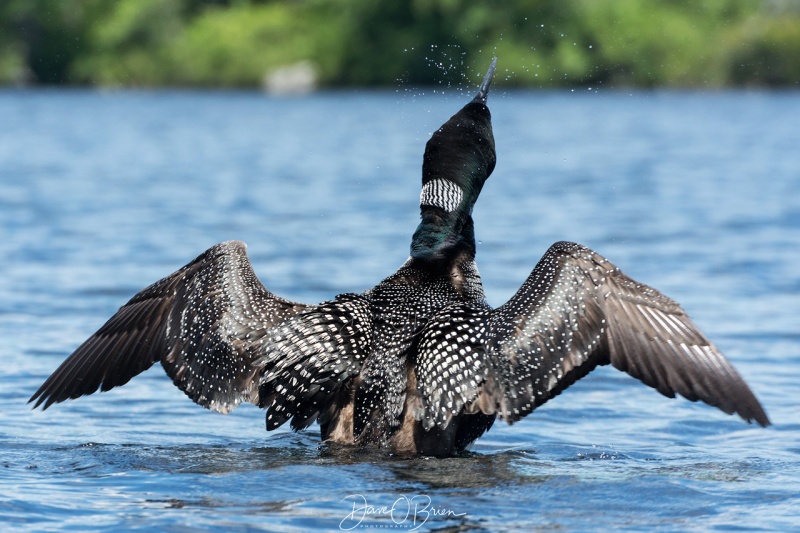 Loon fluffing its feathers
7/21/18
