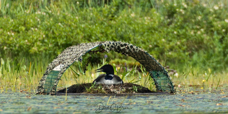 Momma Loon on an egg
7/21/18
