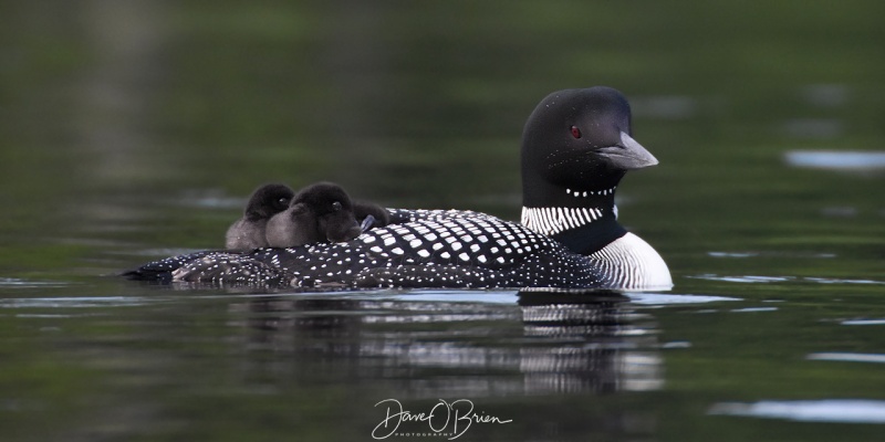 2 Baby Loon chics ride on Mom's back
NH 7/24/19
