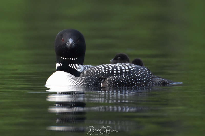 2 Baby Loon chics ride on Mom's back
NH 7/24/19
