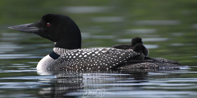 2 Baby Loon chics ride on Mom's back
NH 7/24/19
