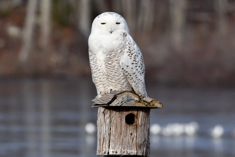 Male Snowy pearched
Found this Male Snowy owl resting in a backyard 
1/1/21
Keywords: snowy owl, wildlife, New England