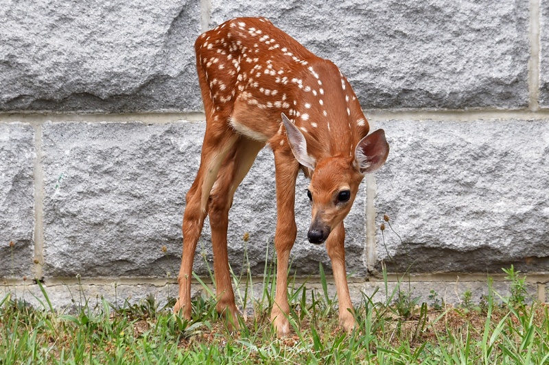 fawn at Pease
7/8/21
