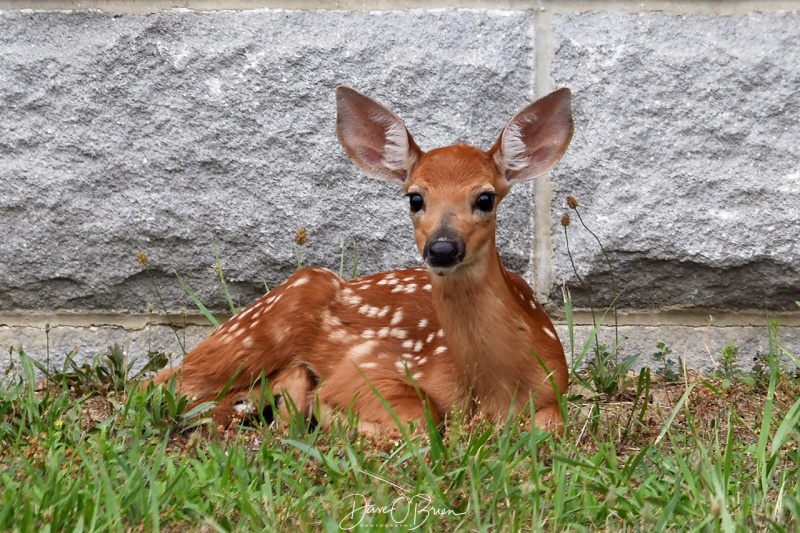fawn at Pease
7/8/21
