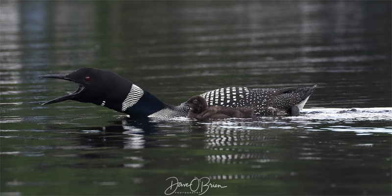 Male Loon calling out to its mate
Moosehead lake, ME 7/28/18

