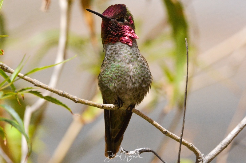 Anna Humming Bird 3/17/18
at the Sonora Desert Museum 
