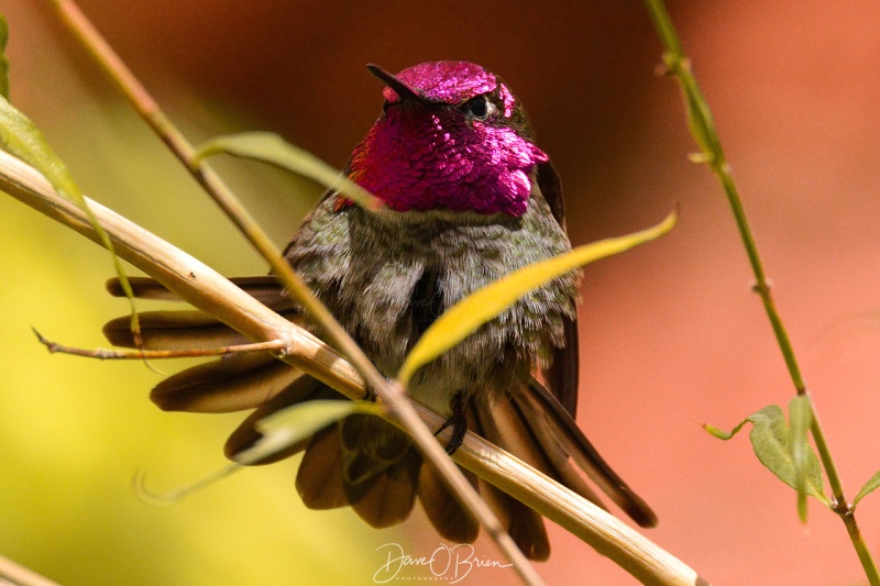 Mating ritual of the Anna Humming Bird 3/17/18
at the Sonora Desert Museum 
