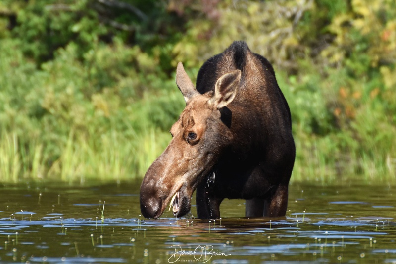 Female Moose 
Moosehead lake, ME 7/28/18
