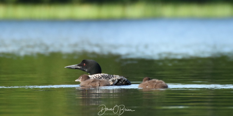 Mom and 2 chics heading off
Moosehead lake, ME 7/28/18
