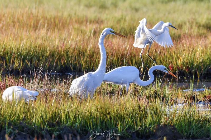 Great Egrets
Sharing a tidal marsh for breakfast
Rye, NH 
8/30/19
