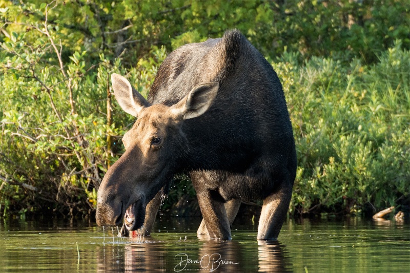 Female Moose eating an early Morning breakfast
Near Moosehead Lake 7/29/19
