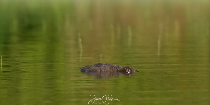 Baby Loon lays low to hide while the parents look for it.
Near Moosehead Lake 7/29/19
