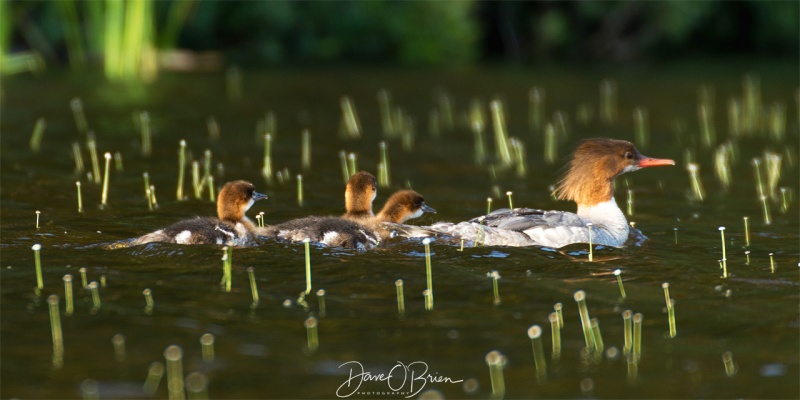 Merganser Dad and its chics
Near Moosehead Lake 7/29/19
