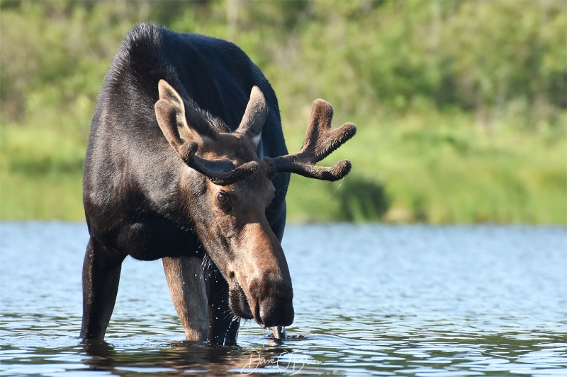 Male Moose keeping an eye on me
Near Moosehead Lake 7/29/19
