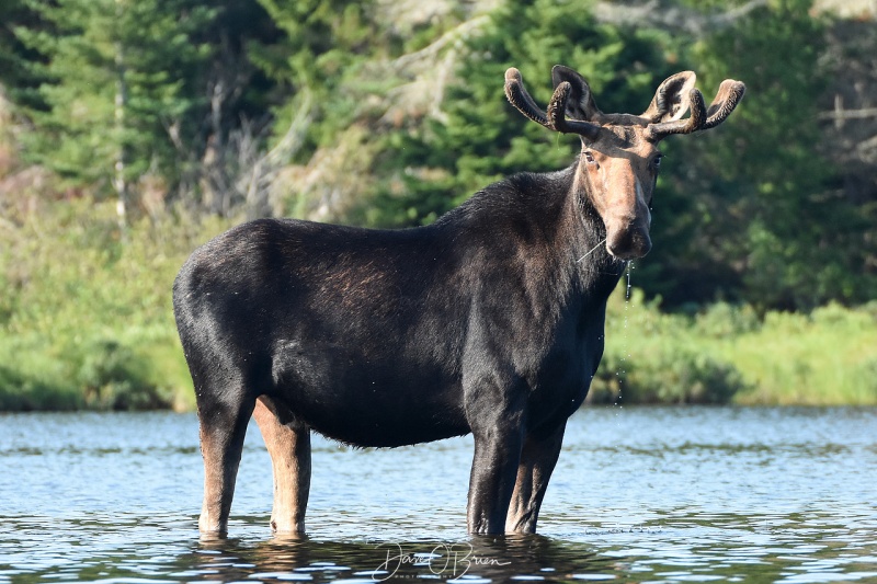 Male Moose keeping an eye on me
Near Moosehead Lake 7/29/19
