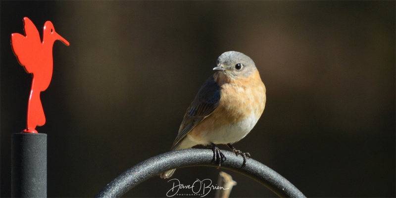 Female Blue Bird 4/7/18
