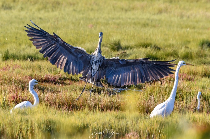 Great Blue Heron and Great Egrets
Sharing a tidal marsh for breakfast
Rye, NH 
8/30/19
