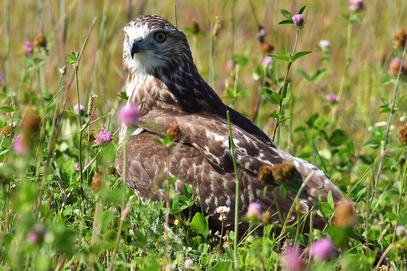 Coopers Hawk 
Young Cooper's Hawk thinking it was going to take a groundhog
Portsmouth, NH
8/30/19
