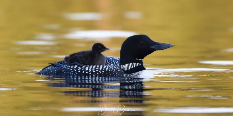NH Loon with 1 of the 2 chics
7/31/18
