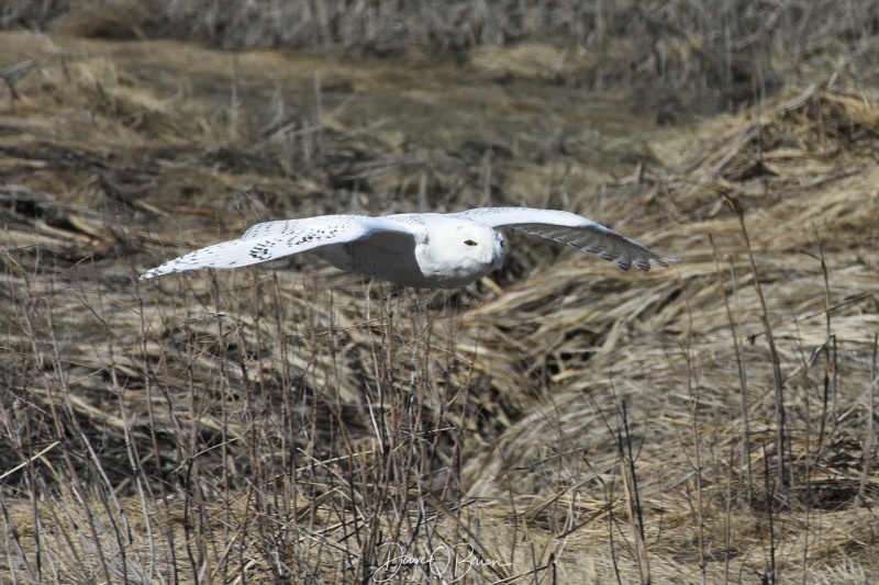 Salisbury Snowy Owl on the hunt 3/31/18
