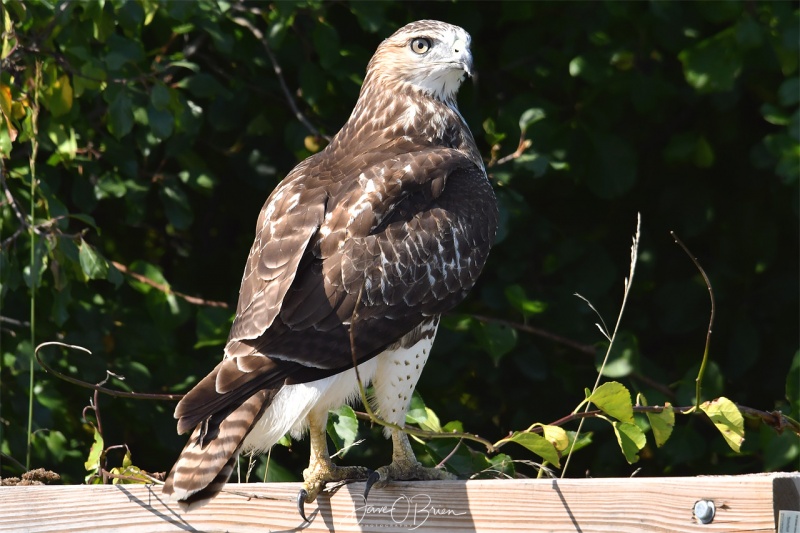 Coopers Hawk 
watches his meal scurry away
Portsmouth, NH
8/30/19
