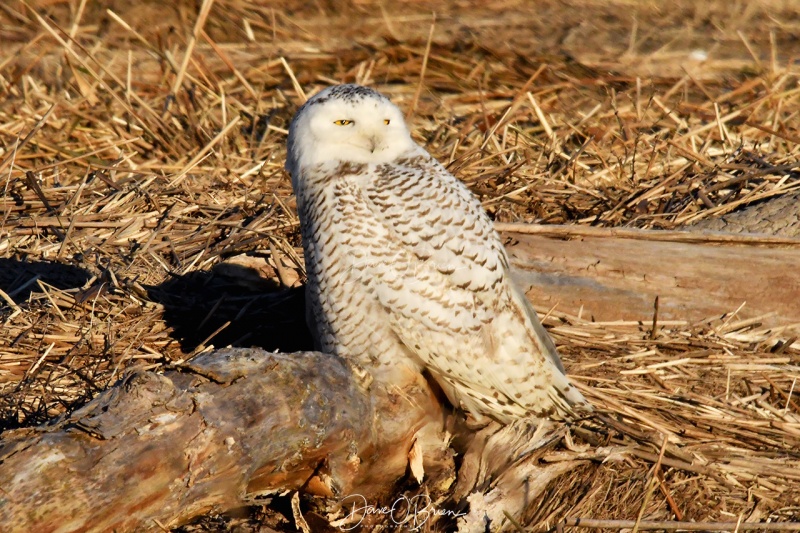 Snowy Owl squinting from the sunrise
This snowy in New England rests on driftwood after a morning hunt.
Keywords: Snowy Owl, Wildlife, New England