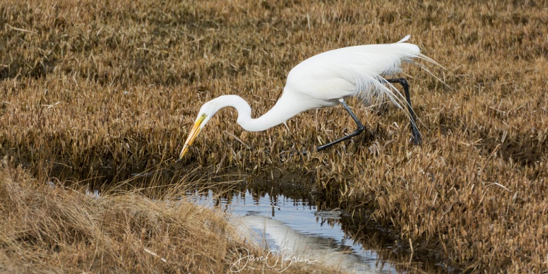 Snowy Egret hunting for some food 4/8/18
