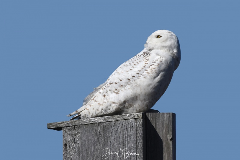 Salisbury Snowy Owl keeps an eye on an eagle overhead 3/31/18
