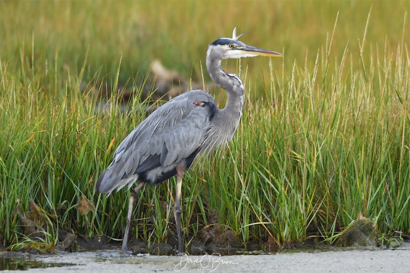 Great Blue Heron
Rye Tidal Marshes
9/4/19
